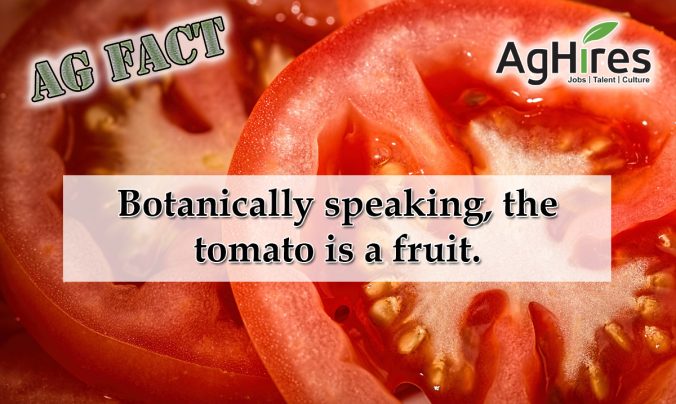 Ag Fact Friday 6 15 18 Tomato Fruit Or Vegetable 676x404 